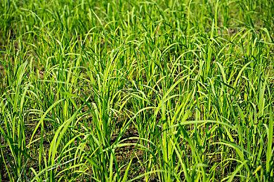 2D叙事生存游戏《剂量不足》Steam页面公开